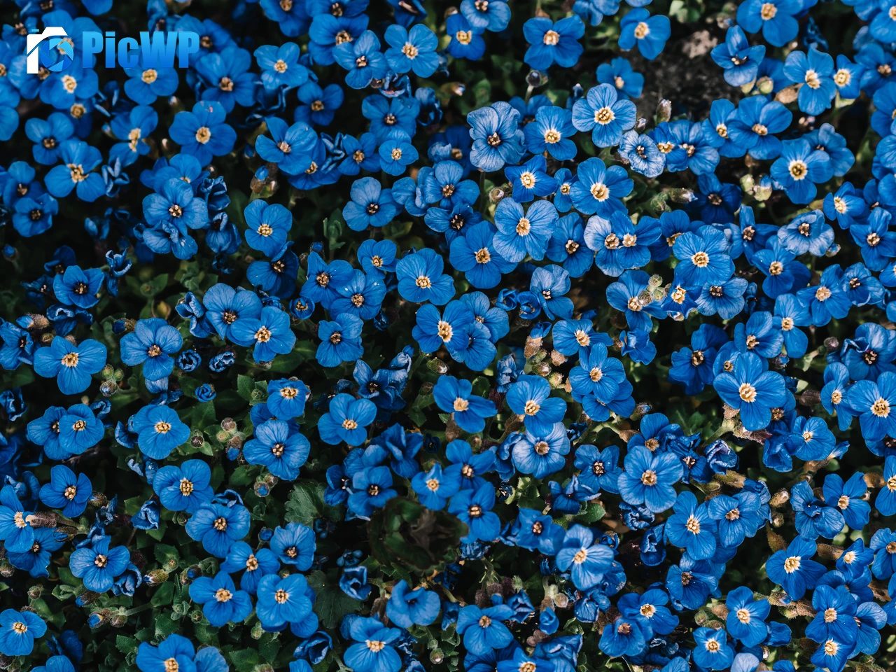 Blue flowers Flower garden 6K PC Wallpaper