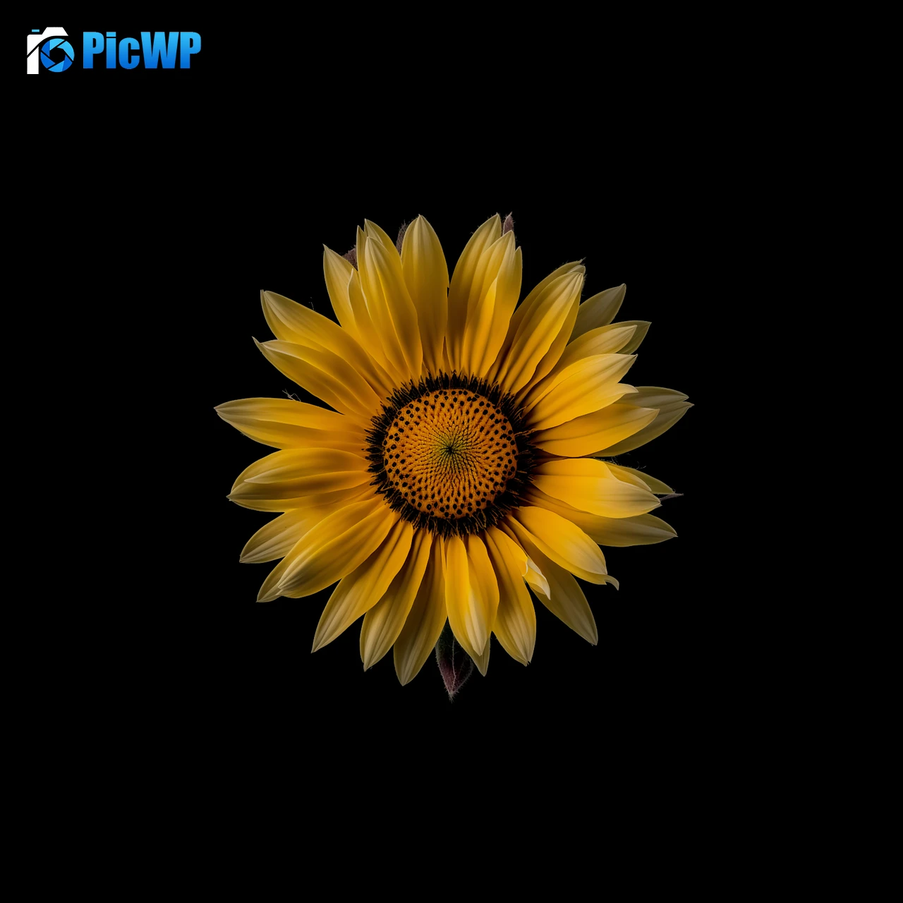 Sunflower Yellow flower 8K Fold Wallpaper