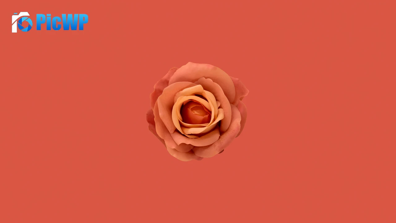 Orange flower Orange Rose 8K PC Wallpaper