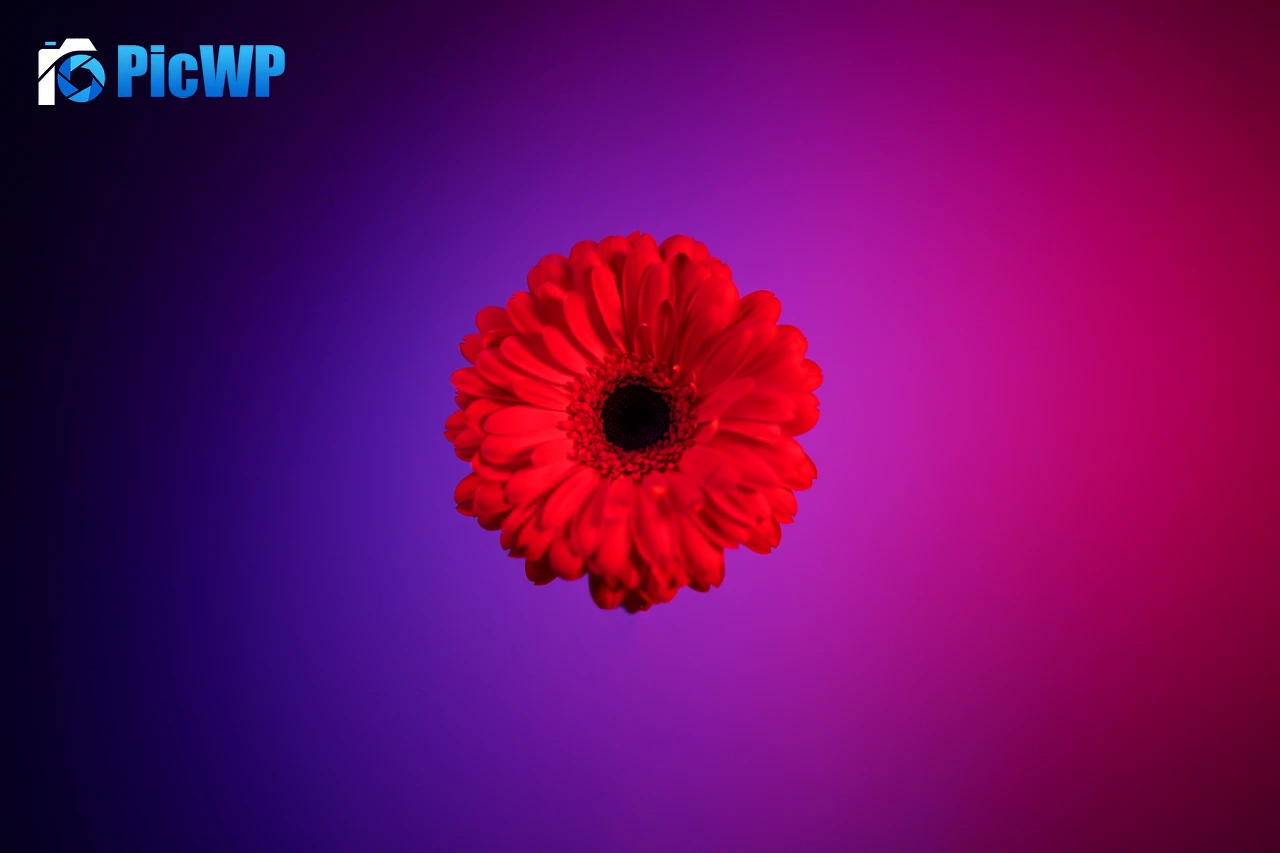 Red Gerbera Daisy Gerbera flower 6K PC Wallpaper