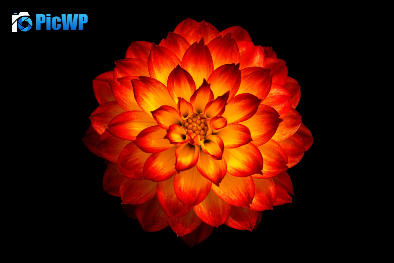 Dahlia flower Orange dahlia 8K PC Wallpaper