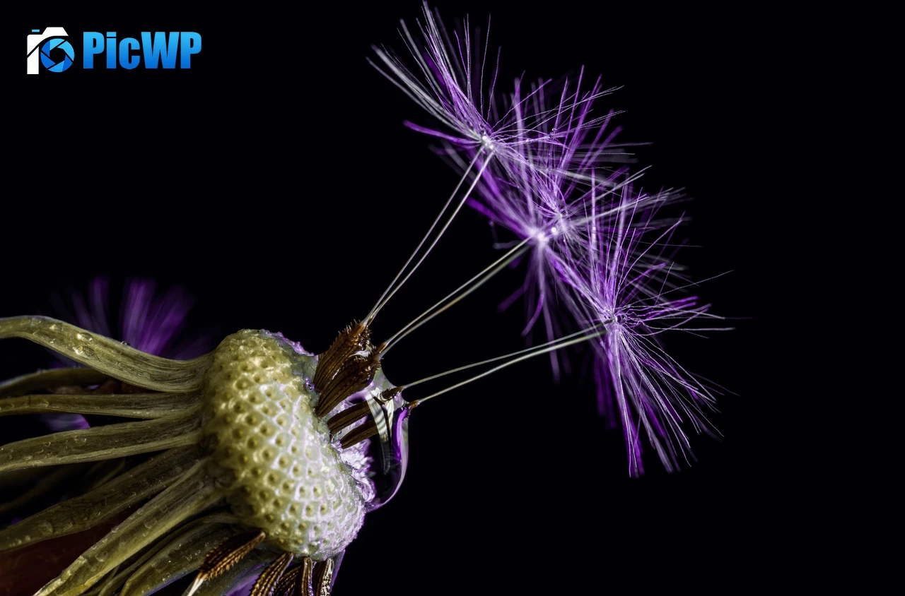 Dandelion flowers Black background 8K PC Wallpaper