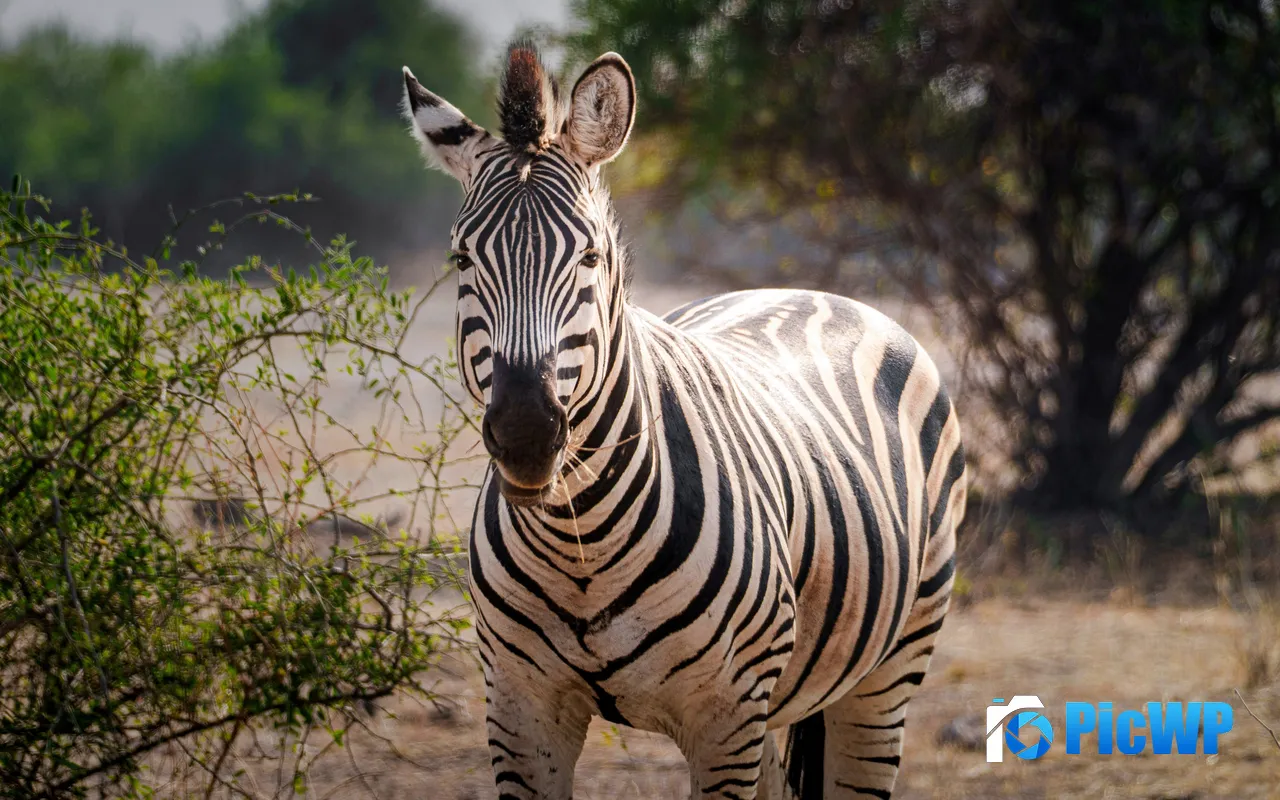 Zebra Golden Sunlight Chobe National Park Botswana 5K PC Wallpaper