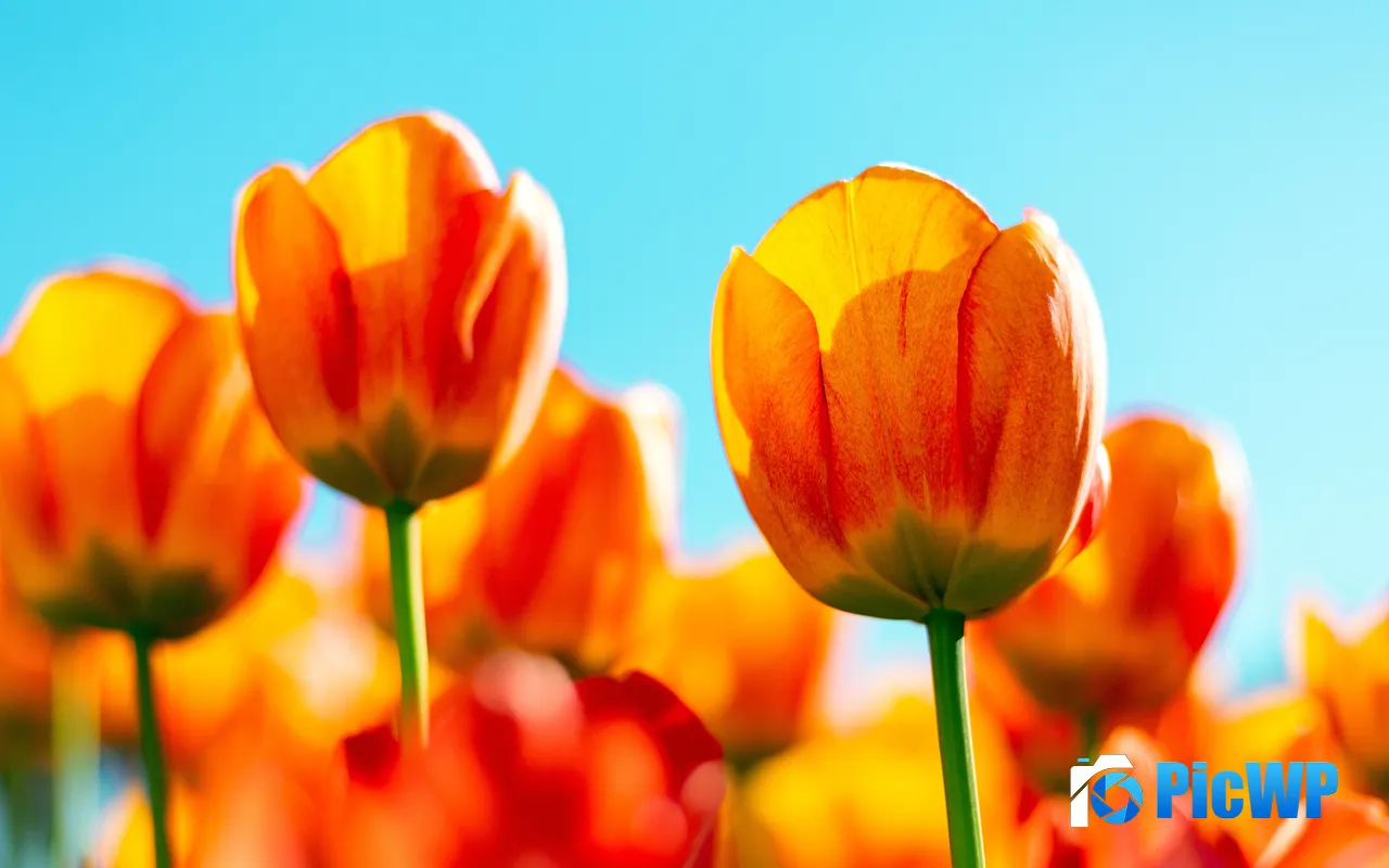 Orange Tulips Flower Romantic Summer Daylight 5K PC Wallpaper