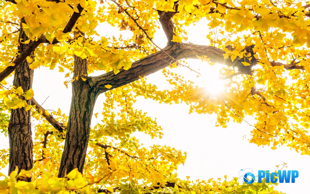 Golden Ginkgo Leaves Sunshine Autumn Closeup 5K PC Wallpaper