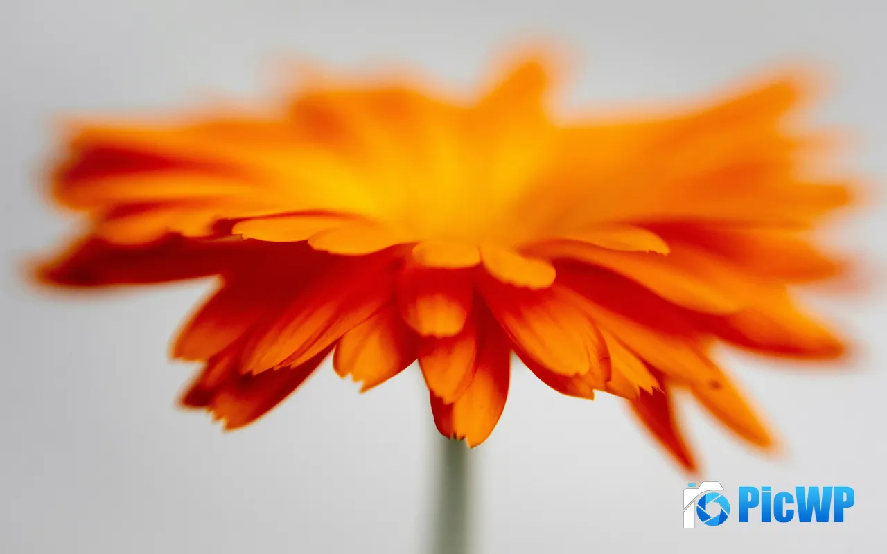 Orange Chrysanthemum Flower Plant Nature Petals 5K PC Wallpaper