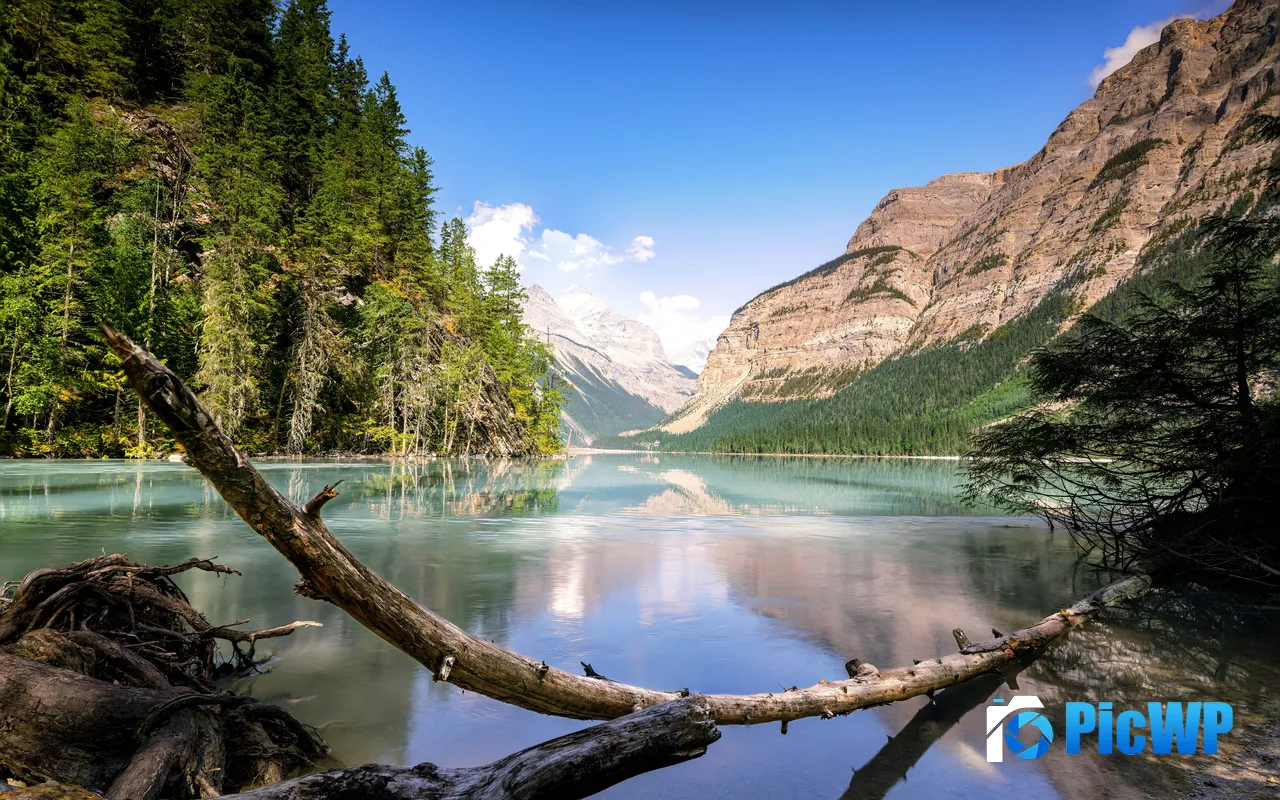 Captivating Scene Dead Wood Kinney Lake Canada 5K PC Wallpaper