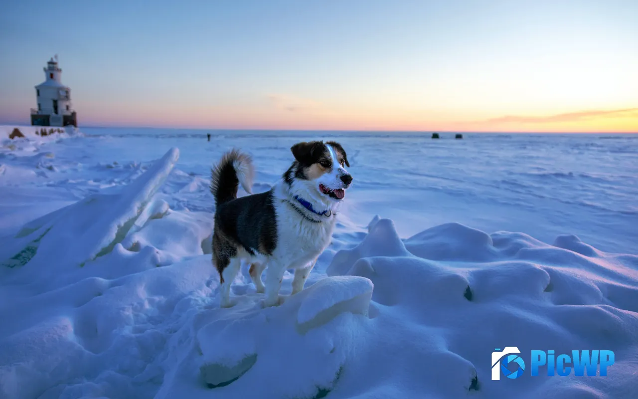 Polar Winter Snow Dog Sunrise Lighthouse 5K PC Wallpaper