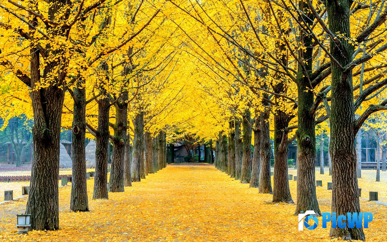 Autumn Row Yellow Ginkgo Tree Park Korea 5K PC Wallpaper