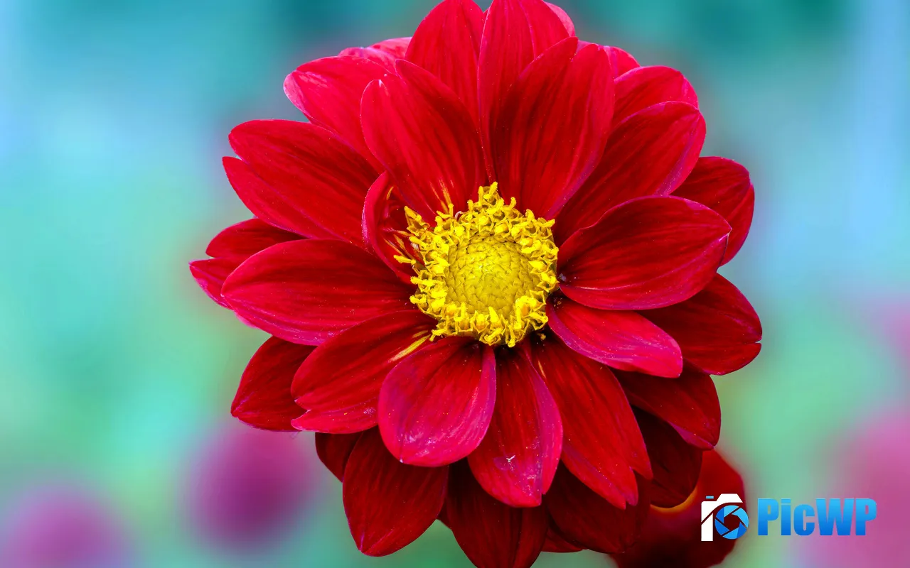 Magenta Flower Plant Petal Closeup 5K PC Wallpaper