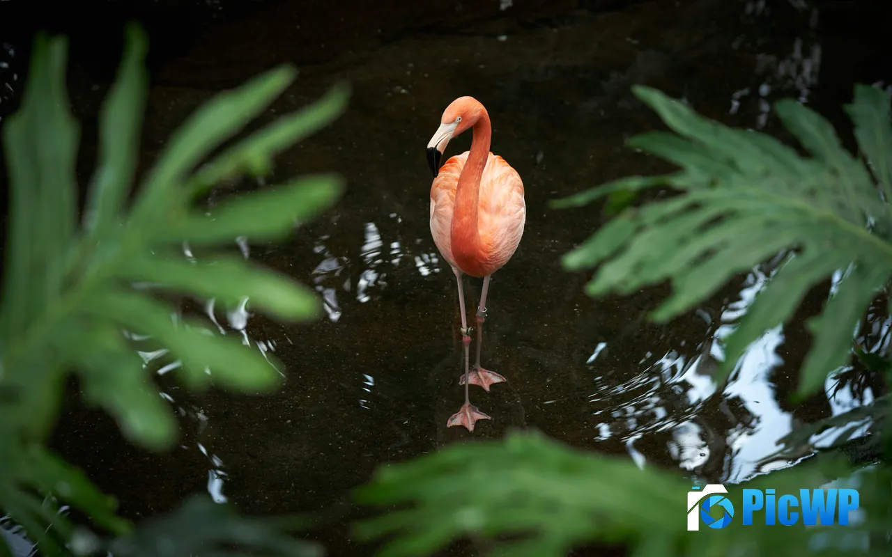 Jungle <font color=red>River</font> Flamingo Animals Birds 5K PC Wallpaper