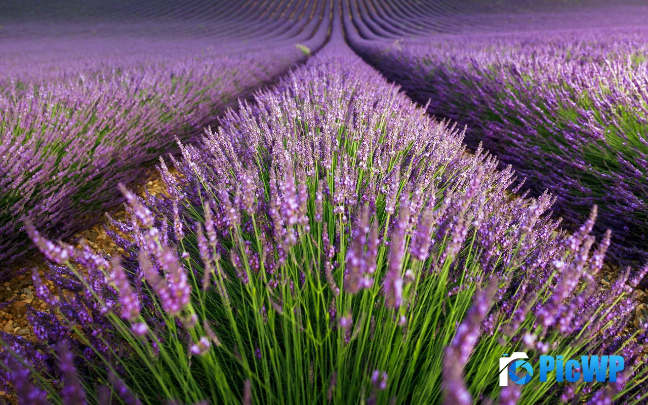 Lavender Field Nature Plant Valensole <font color=red>France</font> 5K PC Wallpaper