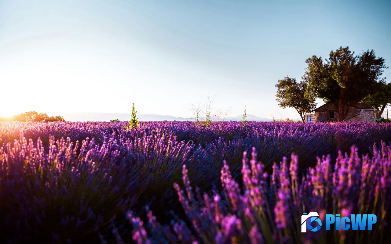 Lavender Garden <font color=red>Sun</font>shine Valensole France 5K PC Wallpaper