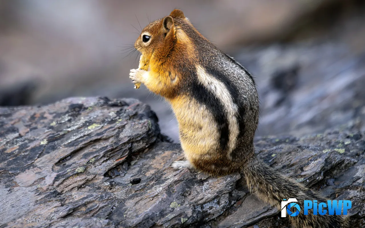 Cute Squirrel Moraine <font color=red>Lake</font> Alberta Canada 5K PC Wallpaper