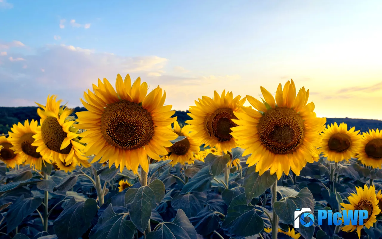 Early Autumn Morning <font color=red>Sun</font>flower Plant Close Up 5K PC Wallpaper