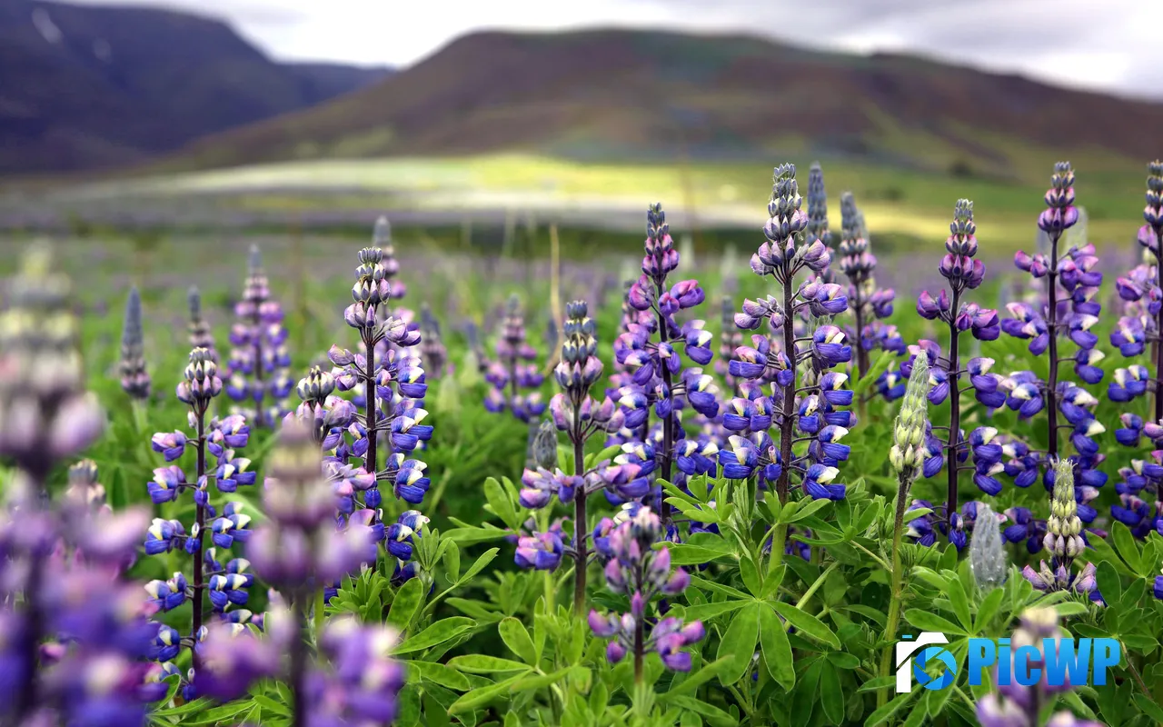 <font color=red>Iceland</font> Purple Lupine Flower Nature Plant 5K PC Wallpaper