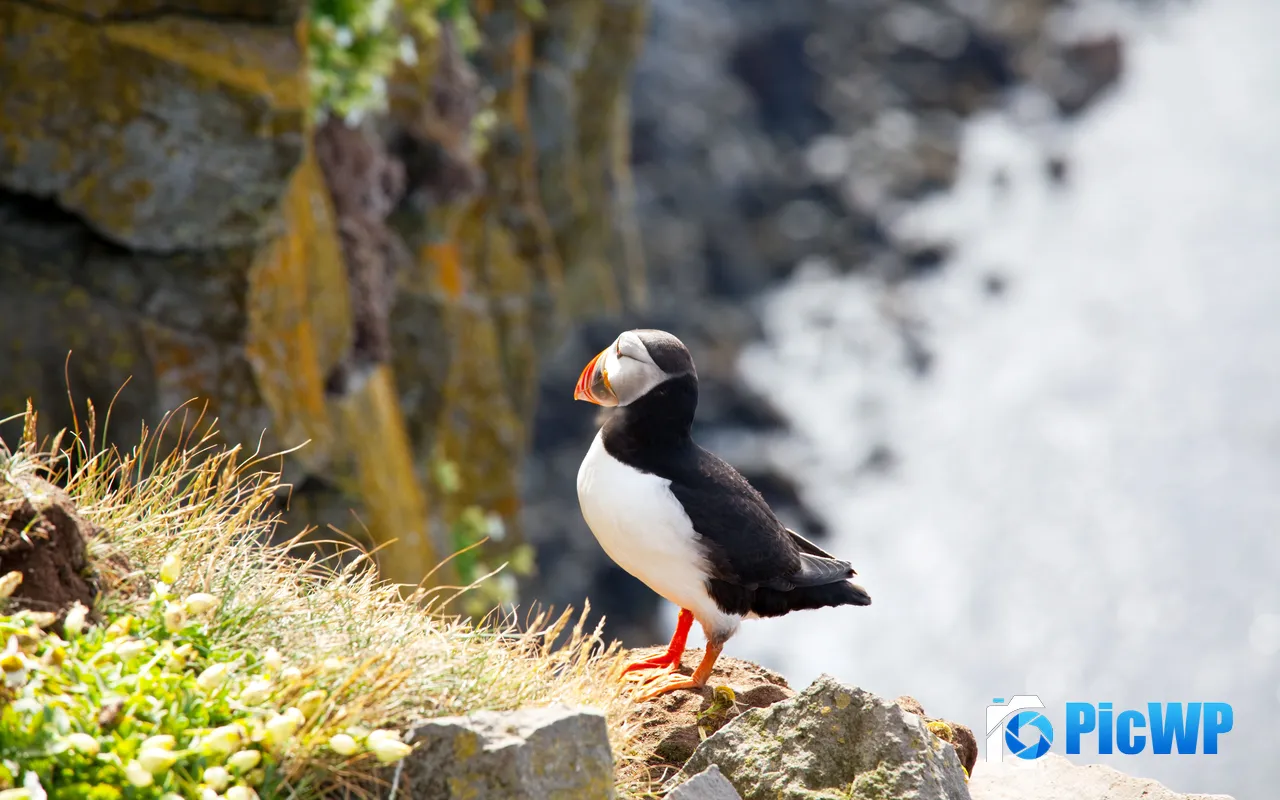 Puffin Atlantic <font color=red>Cliff</font> Westfjord Skellig Iceland 5K PC Wallpaper
