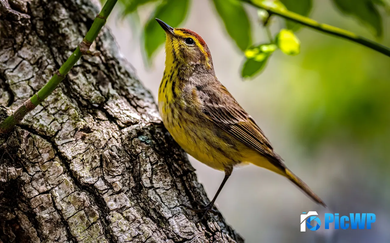 Palm <font color=red>Tree</font> Warbler Cute Elf Bird 5K PC Wallpaper