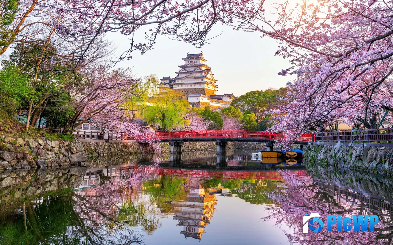 Cherry Blossoms Castle Sunlight Himeji Japan 5K PC Wallpaper