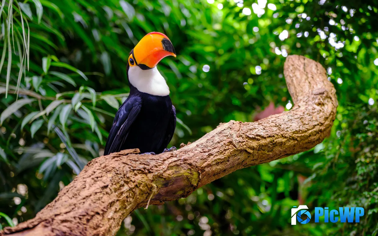 Toco Toucan South American Tropical <font color=red>Forest</font>s 5K PC Wallpaper