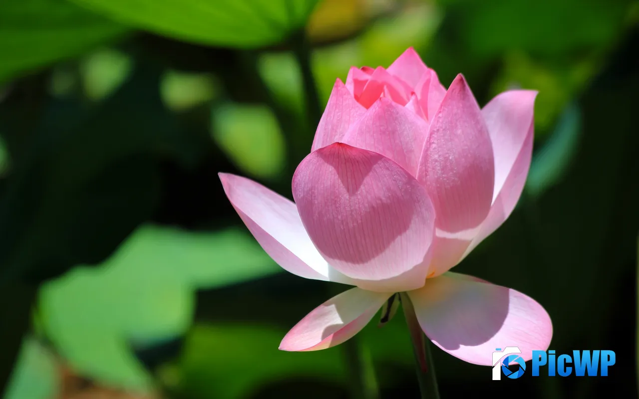 Summer <font color=red>Bloom</font> Lotus Flowers Plant Petals 5K PC Wallpaper