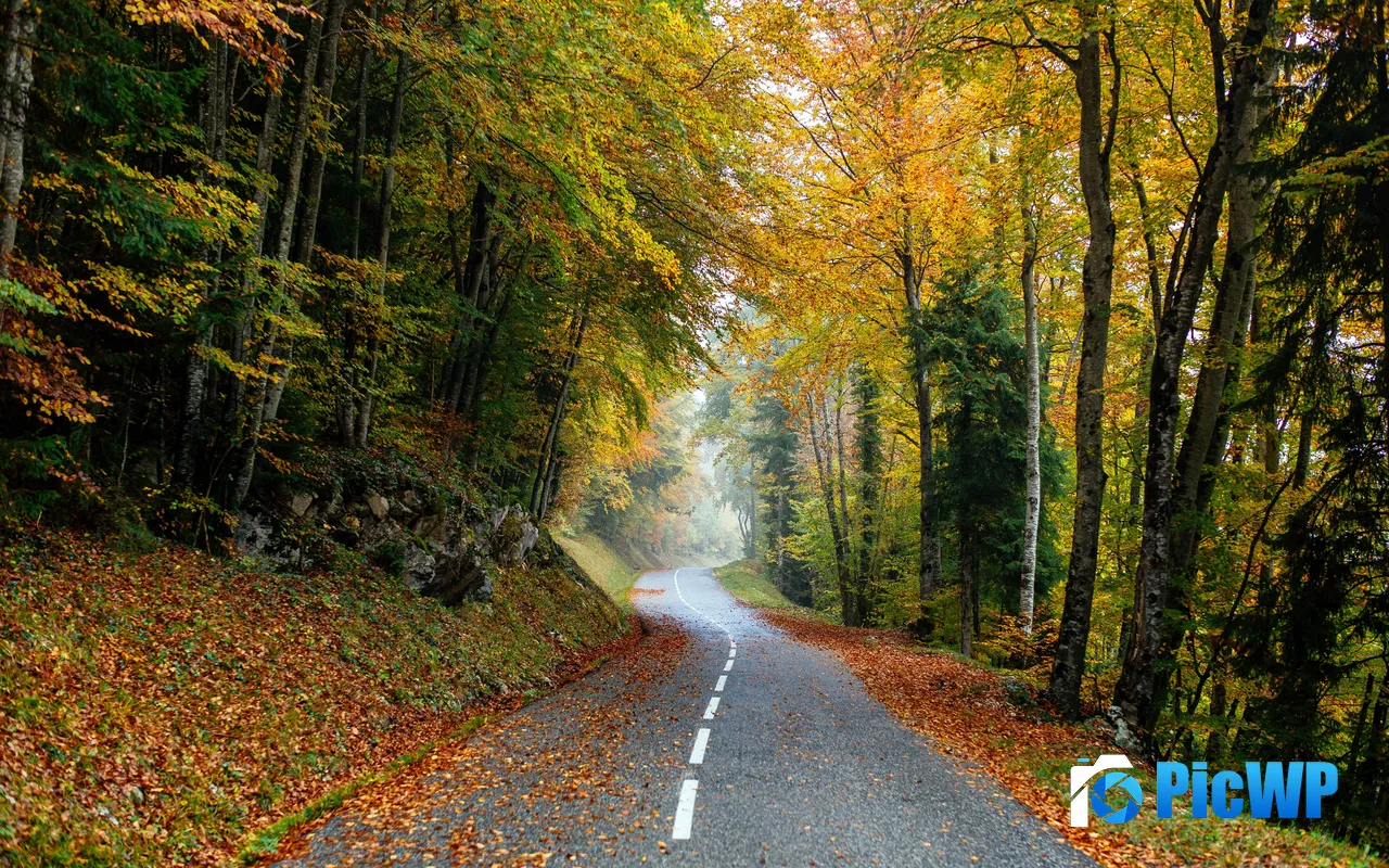 <font color=red>Scenery</font> Road Forest Park Autumn Trees Leaf 5K PC Wallpaper