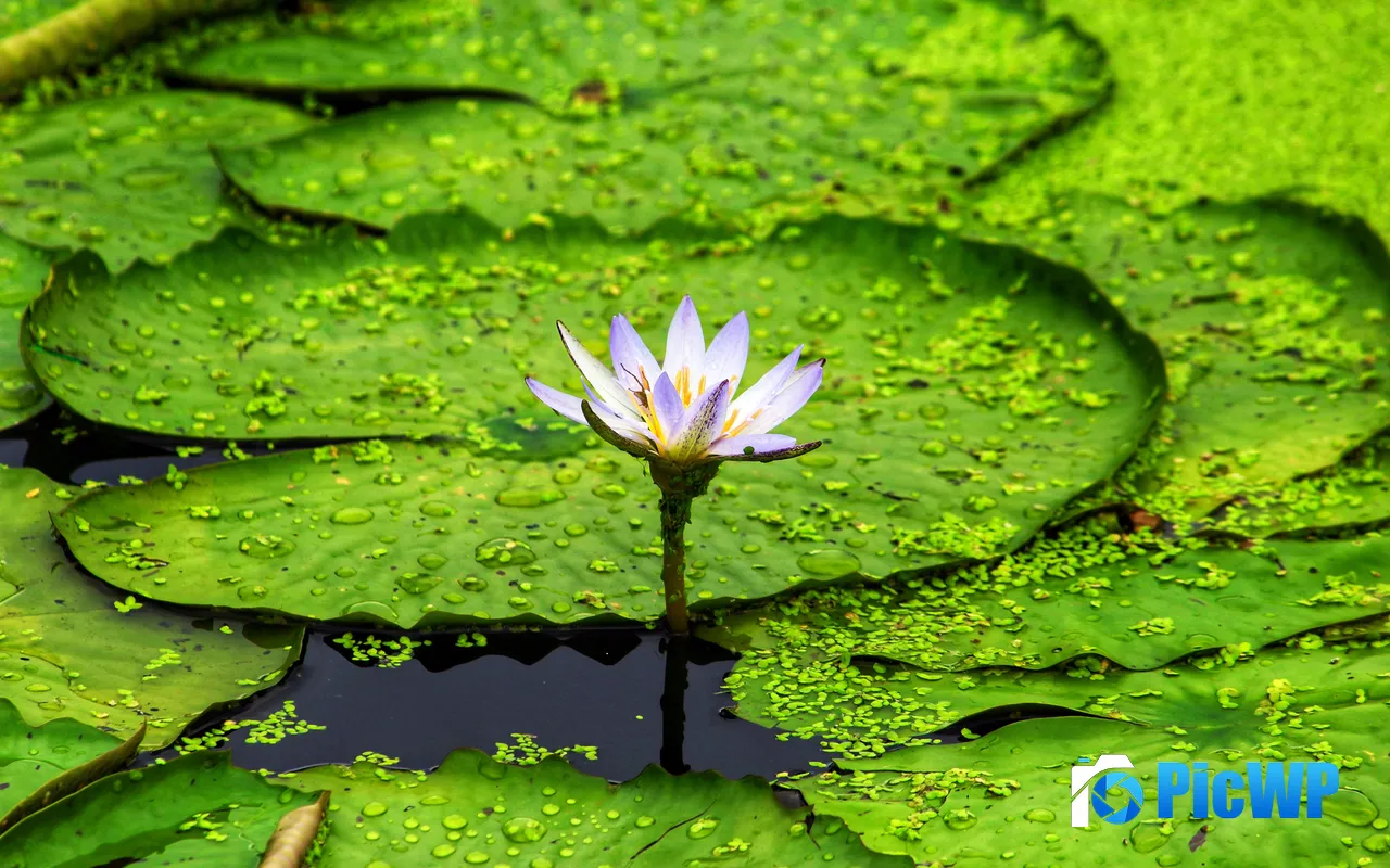 Purple Water Lily Lotus Leaf Dew drops Plant 5K PC Wallpaper