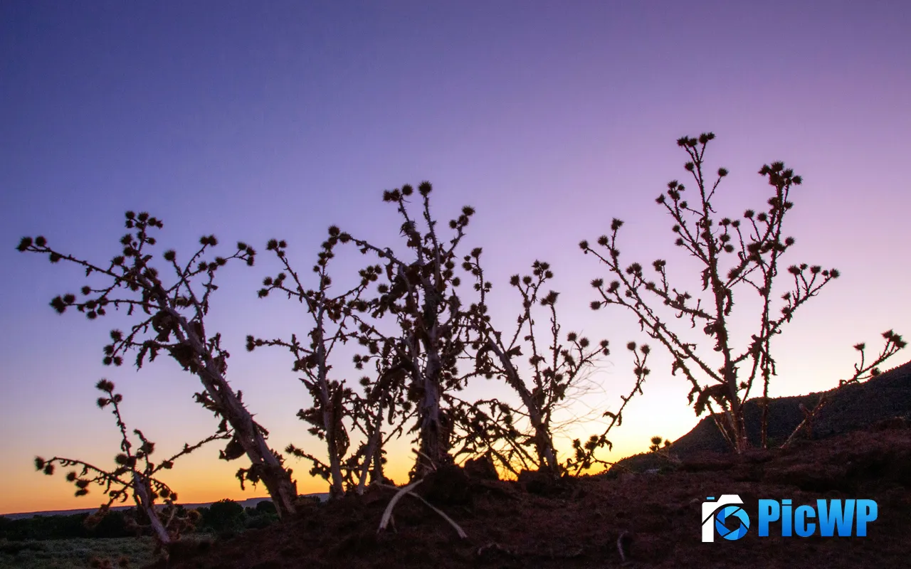 Withered Plants <font color=red>Sunset</font> Zion National Park Utah USA 5K PC Wallpaper