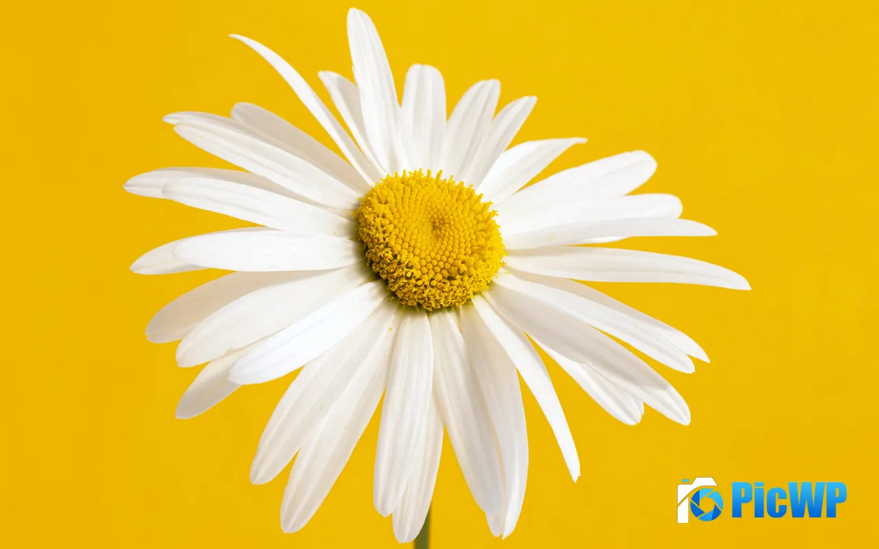 White Chrysanthemum Stamens Flowers <font color=red>Closeup</font> 5K PC Wallpaper