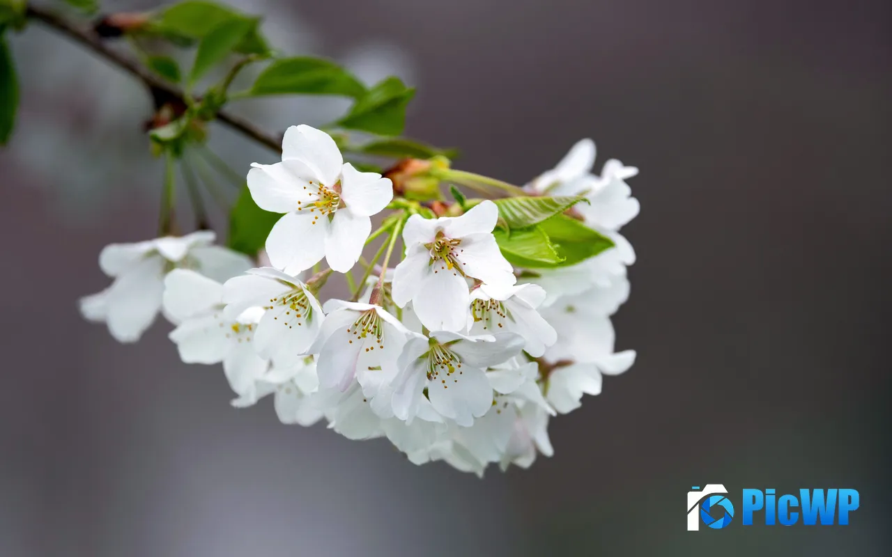 Spring Nature <font color=red>Bloom</font> Flower Petal Branch 5K PC Wallpaper