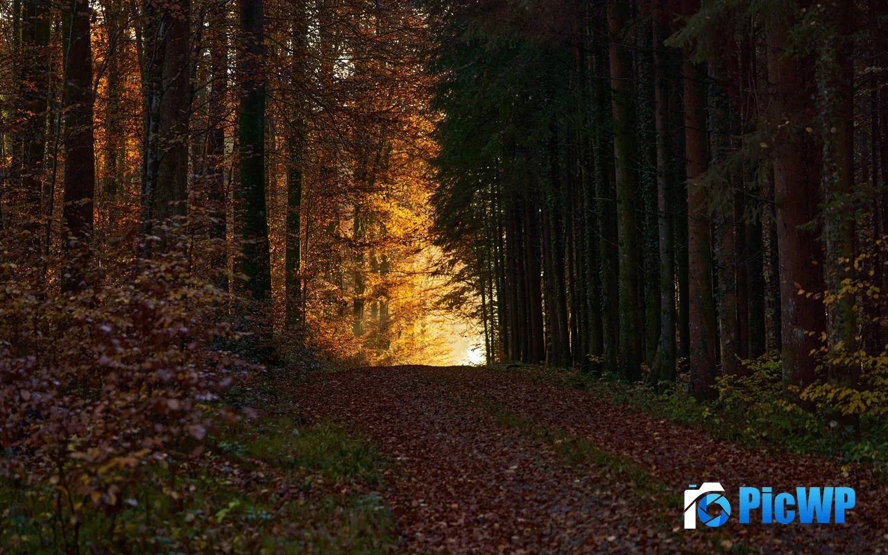 Autumn Forest Path <font color=red>Sunset</font> Golden Sunlight 5K PC Wallpaper
