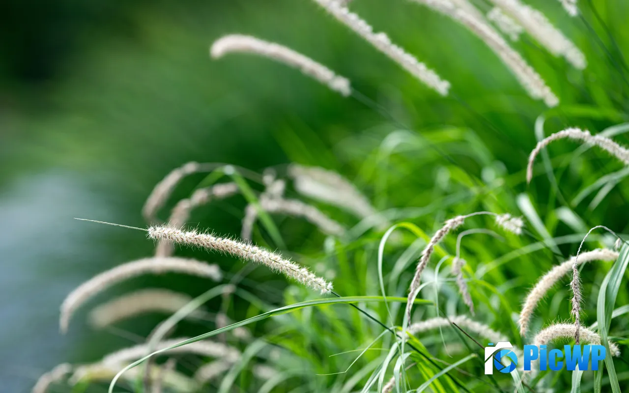 Setaria Grass Plant Nature Closeup 5K PC Wallpaper
