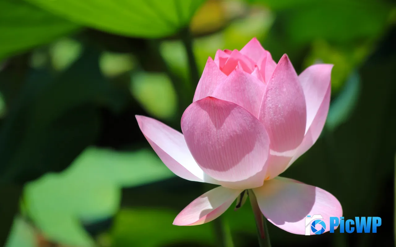 Summer Flower Plant Pink Lotus Petal 5K PC Wallpaper