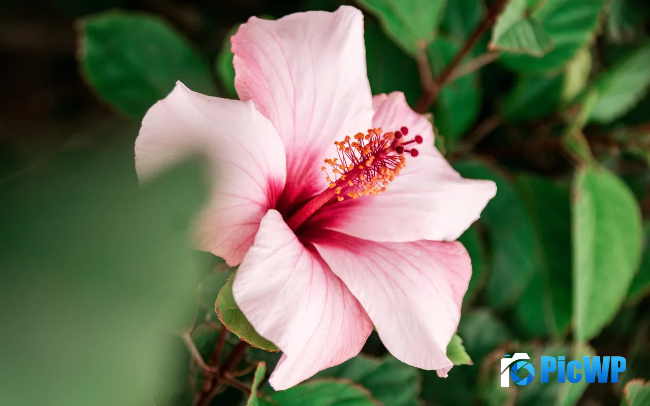 Pink Flower Plant Fuerteventura Spain 5K PC Wallpaper