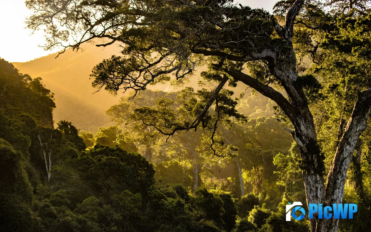 Sunlight Mist Morning Jungle Valley South Africa 5K PC Wallpaper