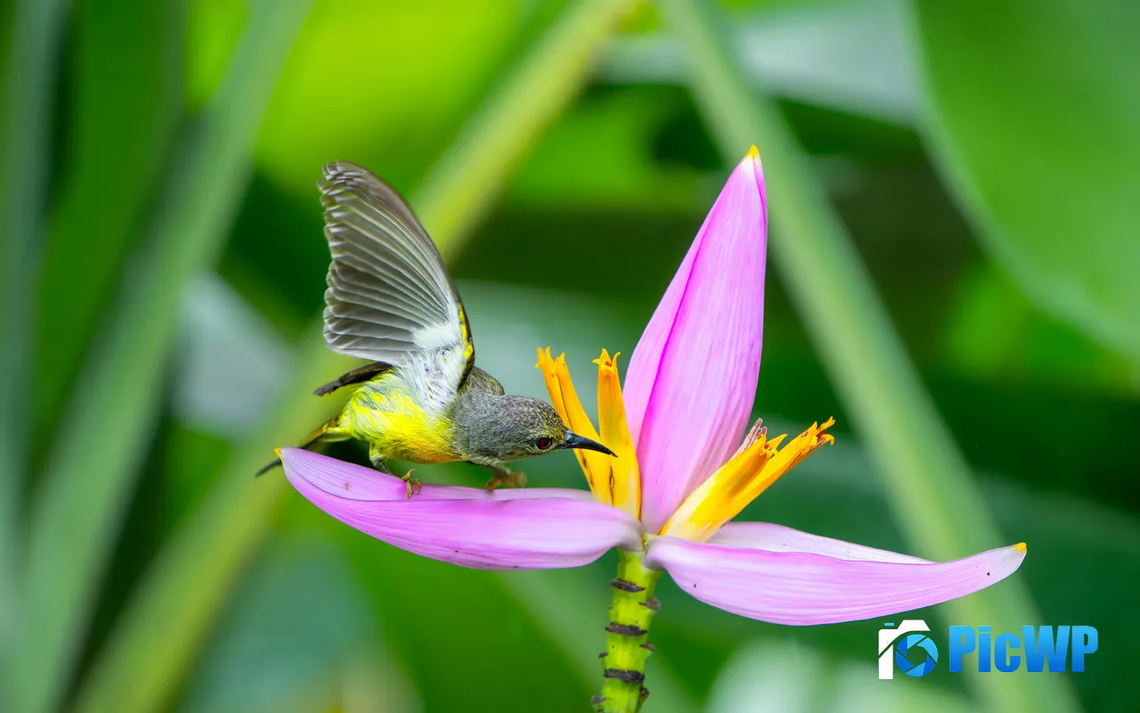 Pink Orchid Hummingbird <font color=red>Flower</font>s Plant 5K PC Wallpaper