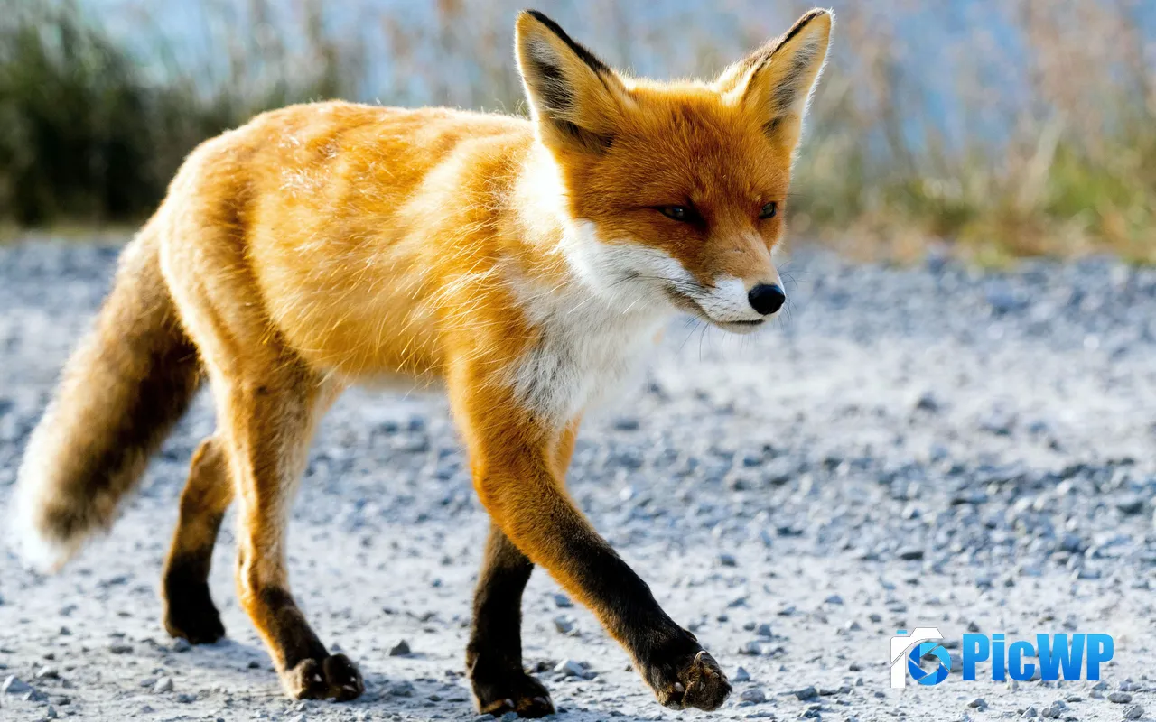 Arctic Fox Wild Animals Nature <font color=red>Norway</font> 5K PC Wallpaper