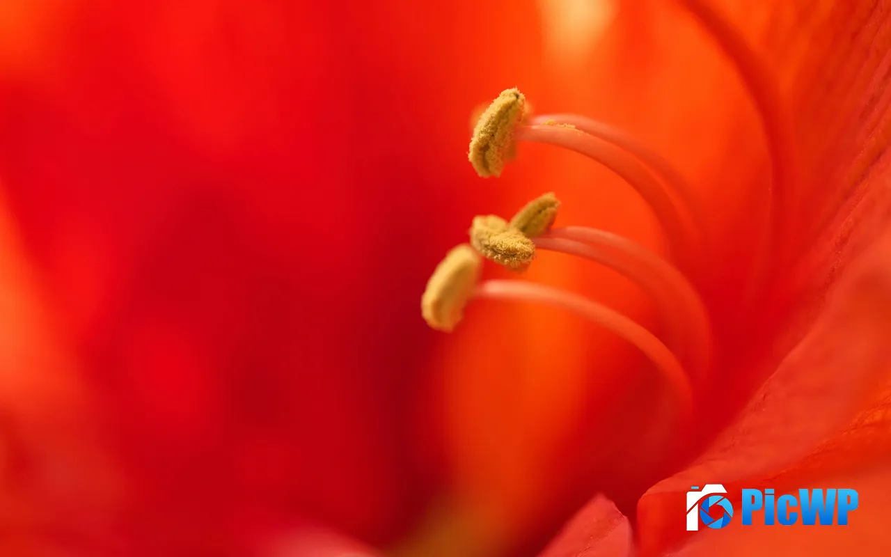 Red Flowers Stamens Plant Macro <font color=red>Photo</font> 5K PC Wallpaper