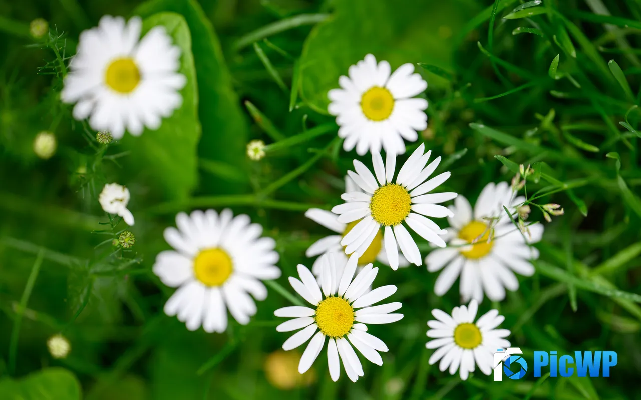 White Wild Chrysanthemum Green Grass Plants 5K PC Wallpaper