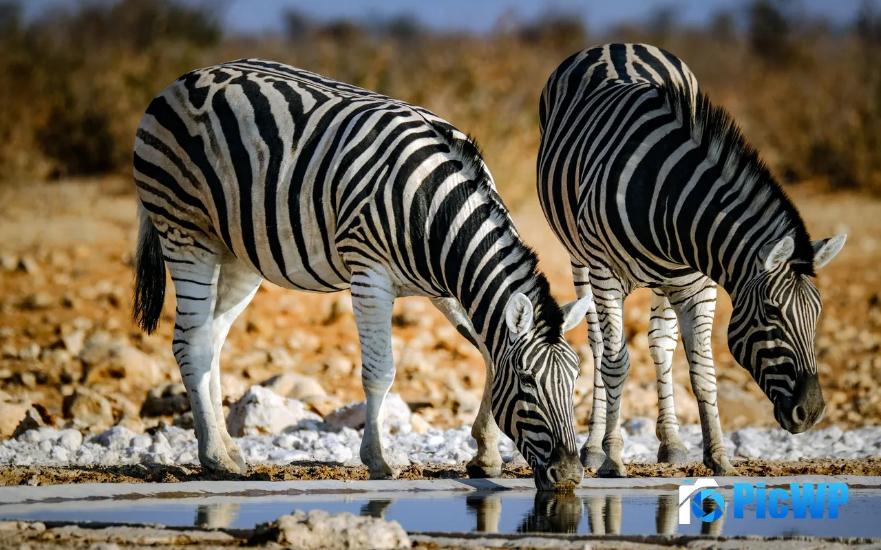 Zebra Grassland Sunset Sunshine African 5K PC Wallpaper