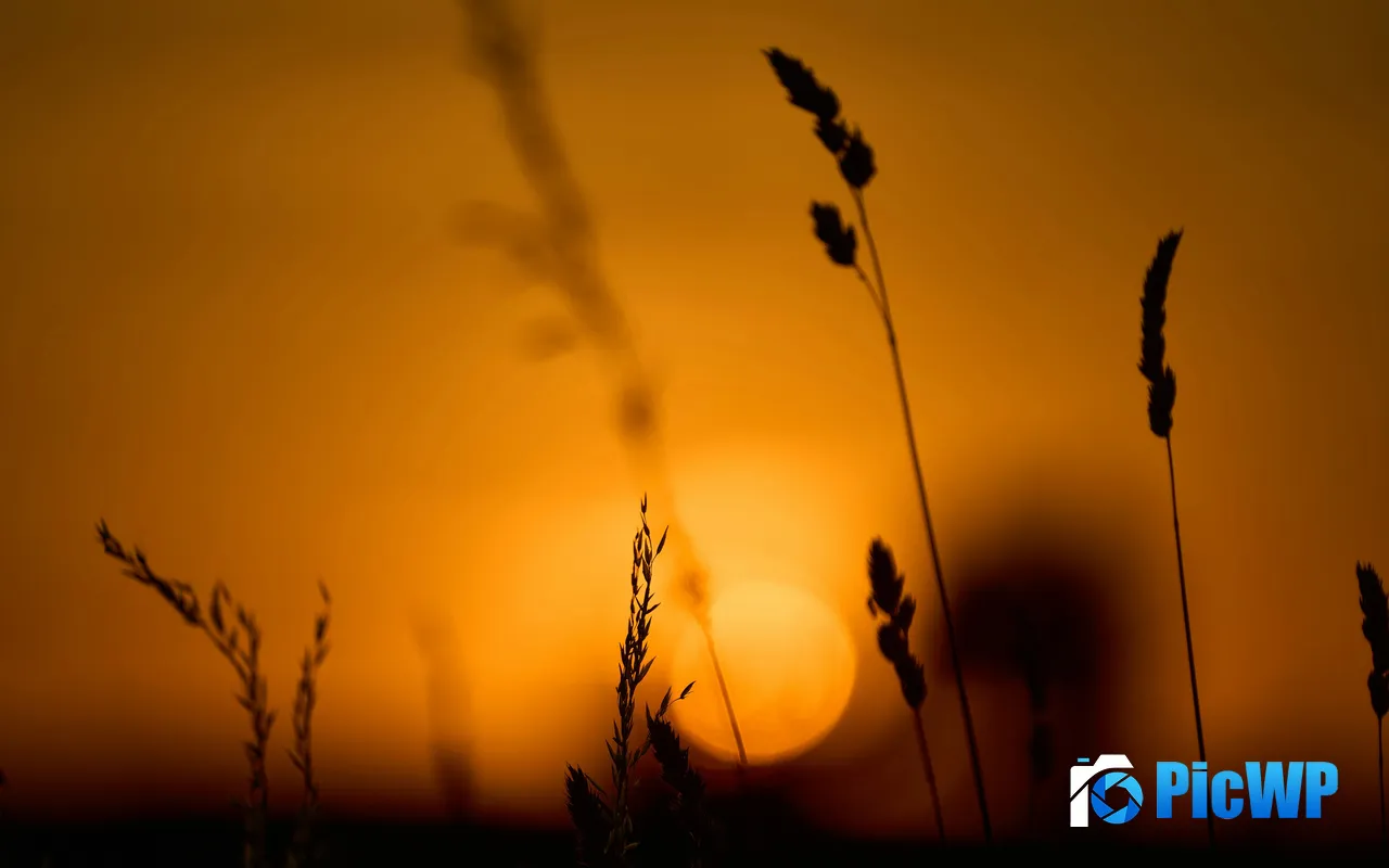 Grass Sunset Summer Nature Scenery Silhouette 5K PC Wallpaper