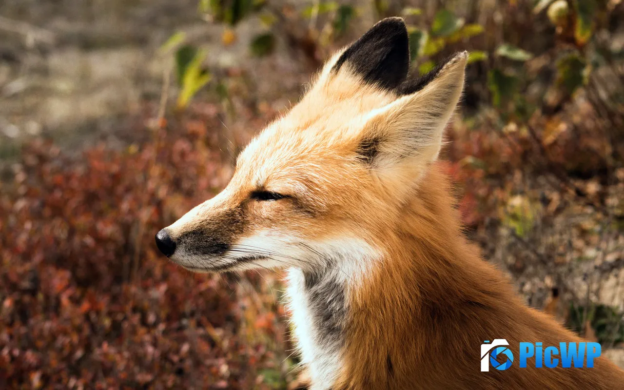 Arctic Fox Animals <font color=red>Na</font>ture Norway Macro 5K PC Wallpaper