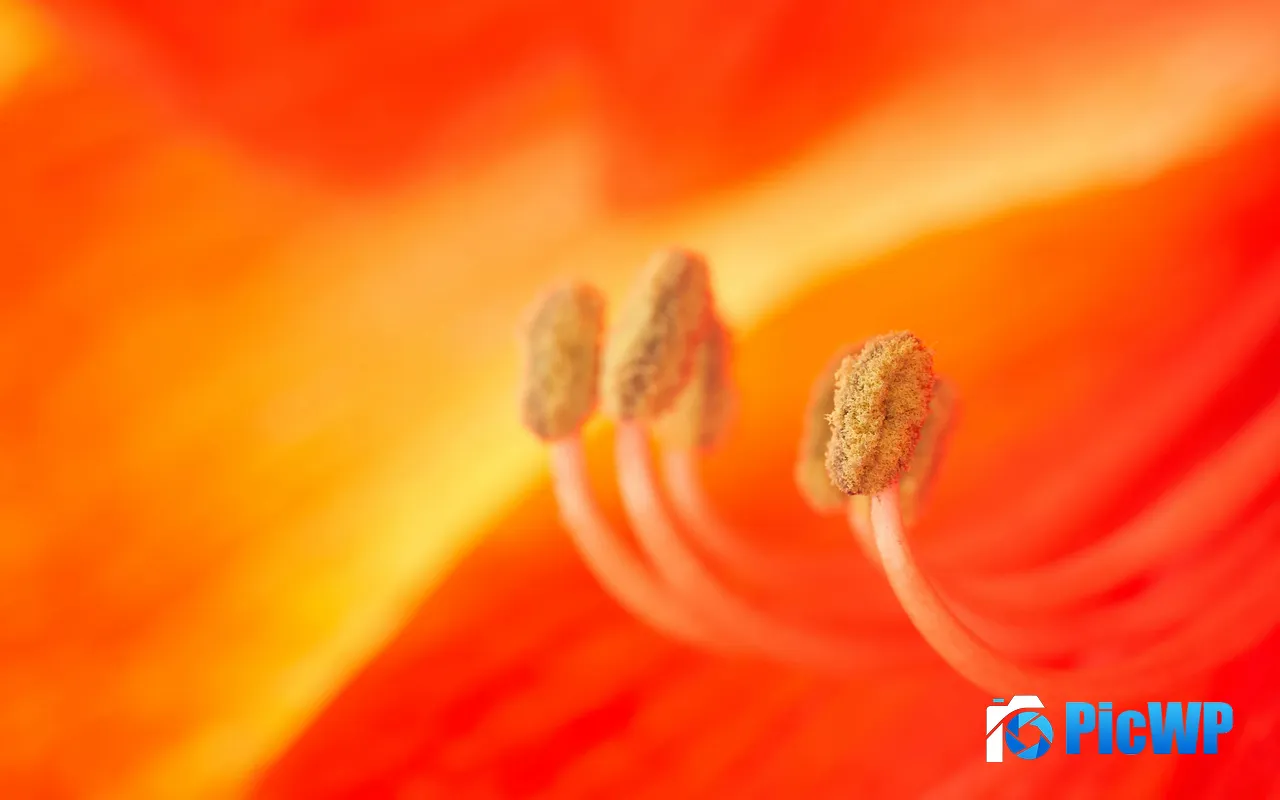 Red Flowers Stamens Plant Sunshine Macro 5K PC Wallpaper