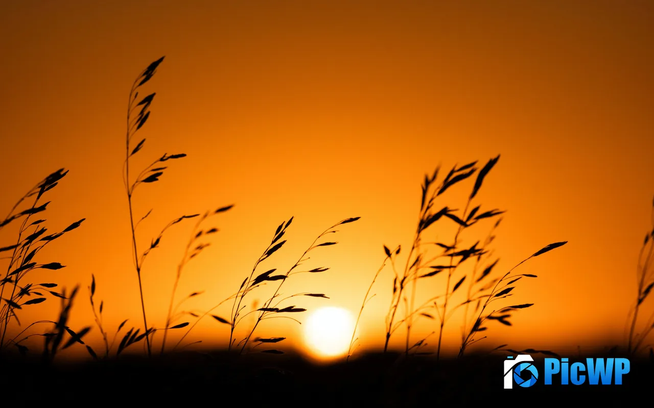 Prairie Wild grass Summer Sunset Silhouette 5K PC Wallpaper