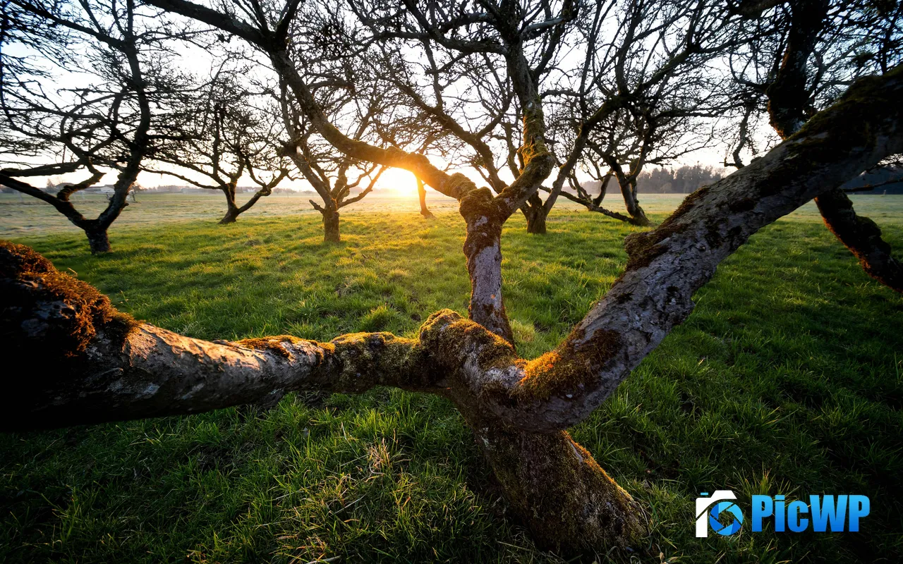 Tree Sunrise Sunlight Green Grass Forest Schweiz 5K PC Wallpaper