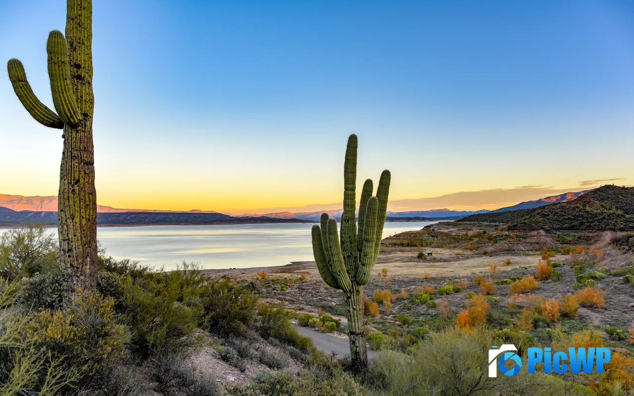 Tonto National Forest Scenery Green Cactuses USA 5K PC Wallpaper