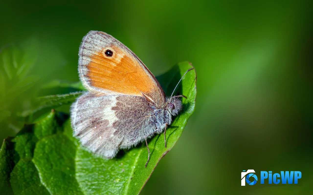 Animal Spring Garden Butterfly Leaf Insect 5K PC Wallpaper