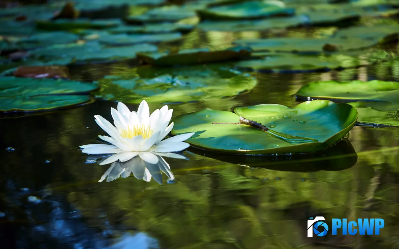 White Lotus Plant Mecklenburg Lake District Germany 5K PC Wallpaper