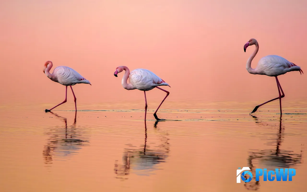 Sunset Wildlife Lake Calm Flamingos Bird Nature 5K PC Wallpaper