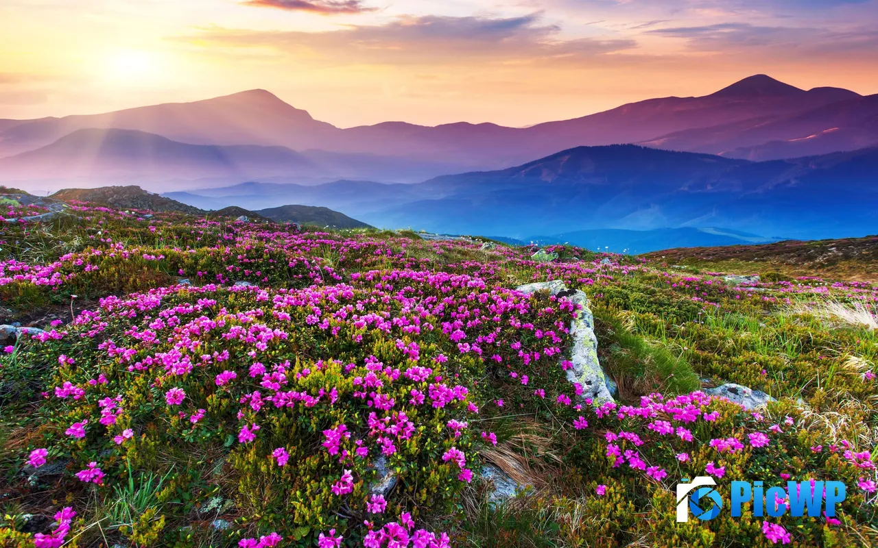 Blooming Wild Flower Fields High Altitude Scenery Sunrise 5K PC Wallpaper